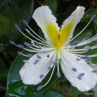 Capparis brevispina DC.